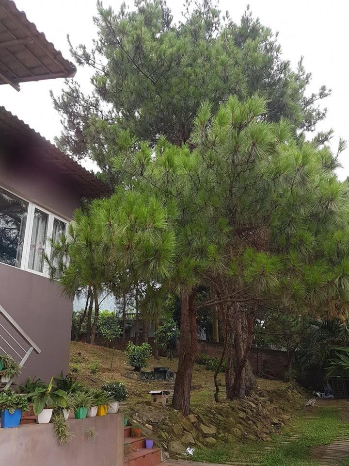 هانوي Bachlien Pine Forest Villa المظهر الخارجي الصورة